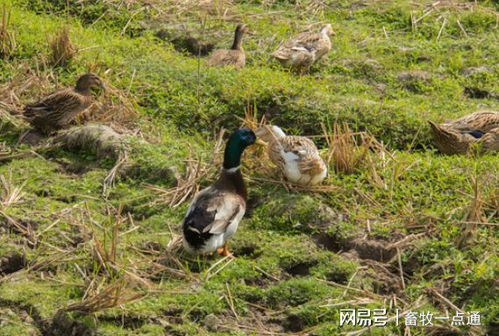 肉鴨場區(qū)與外界隔離及農(nóng)副產(chǎn)品銷售策略