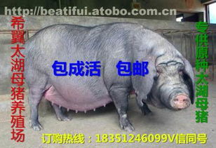 太湖母豬價格、廠家與供應商推薦 鹽城市亭湖區(qū)南洋鎮(zhèn)沂之水農(nóng)產(chǎn)品經(jīng)營部熱賣中